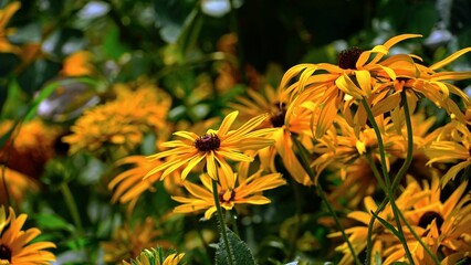 Vibrant yellow flowers in a garden