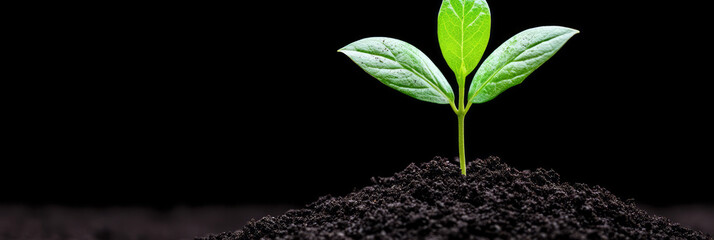 Canvas Print - A single green sprout emerges from the dark soil.