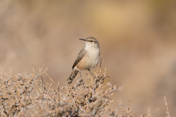 Wall Mural - A Rock Wren perches on top of a prickly desert bush in early morning sunshine facing the camera and turning its head to the left with out of focus autumn colors in the background.