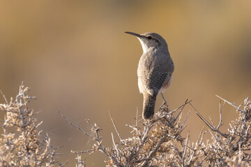 Wall Mural - A Rock Wren perches on top of a prickly desert bush in early morning sunshine, its head turned to look over its shoulder towards the left, with out of focus autumn colors in the background.