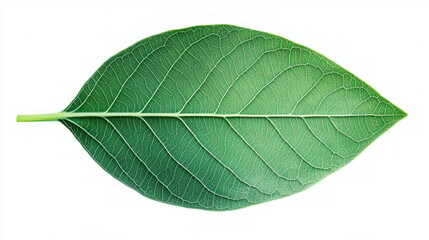 A single green leaf isolated on a white background.