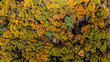 © Thomas - Aerial view of a beautiful wooded area with lush trees in autumn colors
