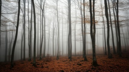 Poster - A serene forest features towering trees shrouded in mist, creating a mystical atmosphere. The ground is blanketed with fallen autumn leaves, enhancing the peaceful morning ambiance.