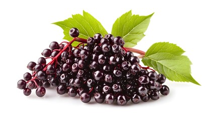 Wall Mural - Vibrant elderberry fruit isolated on white background