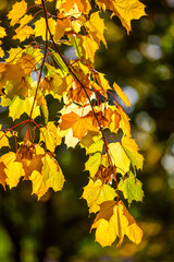 autumn maple leaves