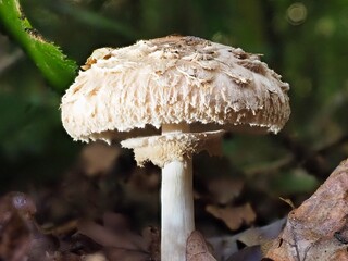 Pilz im Wald als Makro mit unscharfem Hintergrund