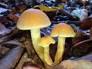 Pilz im Wald als Makro mit unscharfem Hintergrund