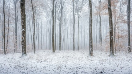 Aufkleber - A snowy forest with tall, bare trees and a thick layer of fresh snow on the ground. The air is hazy with fog, creating a mystical atmosphere.