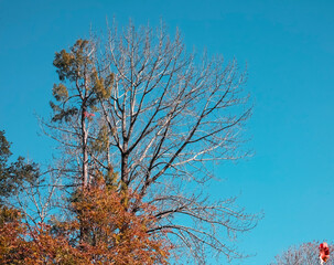 Tree in autumn