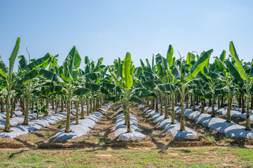 Banana plantation field. Banana trees, belonging to the Musa genus, are tropical plants known for their iconic fruit and large, lush leaves.