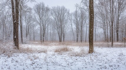 Poster - A quiet winter scene features snow blanketing a meadow surrounded by tall trees. Soft flakes fall gently, creating a peaceful atmosphere in this serene, frosty environment.