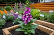 © Sanchai - A Foxglove plant in a medicinal herb garden, surrounded by labels and other herbal plants