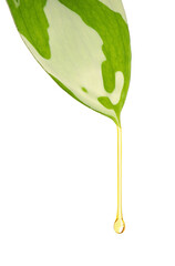 Wall Mural - Essential oil dripping from green leaf on white background