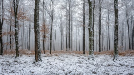 Aufkleber - A quiet forest blanketed in fresh snow features tall, bare trees shrouded in thick fog. The landscape exudes a peaceful ambiance, inviting exploration and reflection during the winter season.