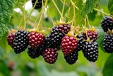 Blackberry vines (Rubus Fruticosus) laden with ripe fruit, the shiny black berries hanging from thick, tangled branches