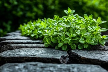 Thyme plants growing alongside a stone pathway, their fragrant leaves filling the air with a fresh herbal scent