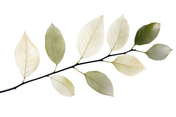 Wall Mural - branch with translucent leaves isolated on transparent and white background.png image