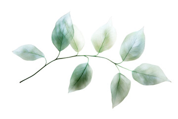 Wall Mural - branch with translucent leaves isolated on transparent and white background.png image