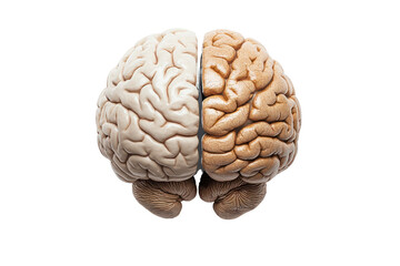 Poster - Brain and mind isolated on transparent and white background.PNG image	