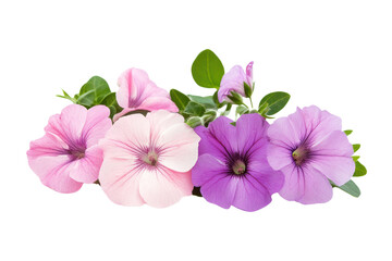 Wall Mural - Growing flowers in full bloom  isolated on transparent and white background.PNG image