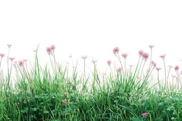 Wall Mural - Lush grass and flowers  isolated on transparent background,PNG image.	