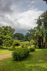 Landscape and old trees in a day with rainy weather. Peradeniya Royal Botanical Garden, Kandy, Sri Lanka