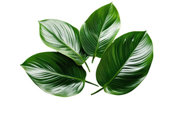 Wall Mural - Tropical leaves with interesting textures  on isolated on transparent and white background.PNG image,