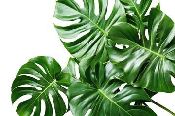 Wall Mural - Tropical leaves with interesting textures  on isolated on transparent and white background.PNG image,