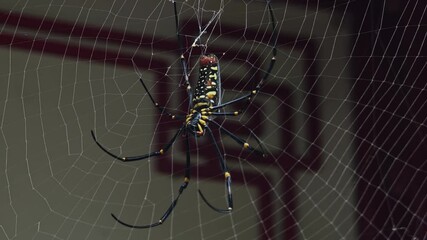 spider on web