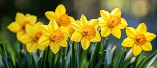 Canvas Print - Five yellow daffodils with orange centers bloom in a field of green grass.