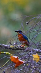 Close-up of a kingfisher