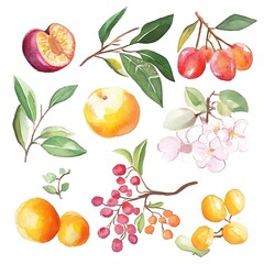 Canvas Print - Watercolor Illustration of Various Fruits and Flowers.