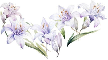Wall Mural - set of watercolor wildflowers painting isolated on clear png background and transparent background. 