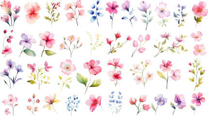 Wall Mural - set of watercolor wildflowers painting isolated on clear png background and transparent background. 