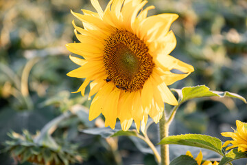 Sunflower field yellow summer close up