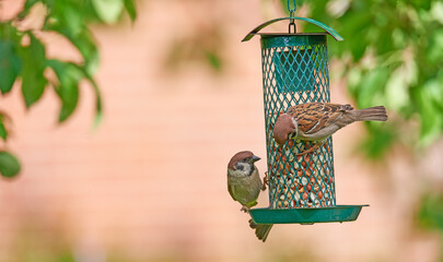 birds, sparrow and feeder in garden with food source, seed and wildlife with eating. feather, spring