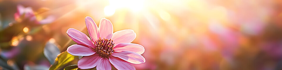 Wall Mural - A close up of a pink flower with the sun shining on it