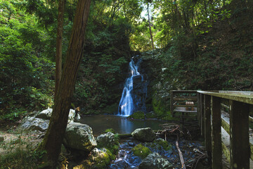 Wall Mural - waterfall in lush green forest