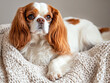 © adince - Cavalier King Charles Spaniel Lying on a Blanket, Exuding Comfort