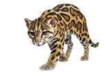 Ocelots Isolated on transparent Background for Nature Conservation and Wildlife Awareness Projects