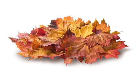 Aufkleber - autumn season concept оrange maple leaves, heap autumn leaves top view, isolated on white background