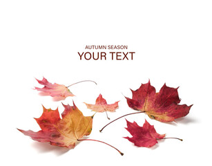 Poster - Autumn season is shown with a white background. maple leaves are red and brown. The leaves are scattered on the ground