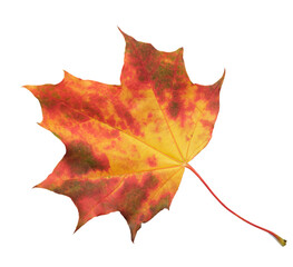 Poster - A leaf of a maple tree is shown in full color. The leaf is red and has a slightly brownish tint. The leaf is positioned on a white background, which makes the leaf stand out and appear more vibrant