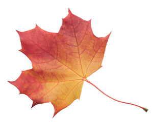 Poster - A leaf of a maple tree is shown in full color. The leaf is red and has a slightly brownish tint. The leaf is positioned on a white background, which makes the leaf stand out and appear more vibrant