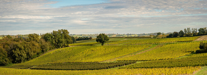 Wall Mural - Sunset landscape bordeaux wineyard france, europe Nature. High quality photo