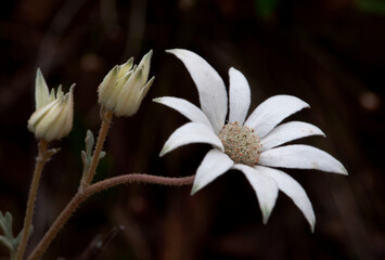 Flannel flower plant Australian native bush flower soft velvet flower with two buds, macro photo taken in the Australian bush