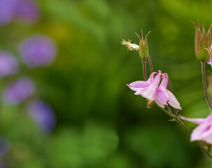 Garden, plants and flowers with landscape, nature and outdoor with spring meadow and field. Leaf, floral and green environment with botanical flowerbed, botany and peace with purple flora with mockup