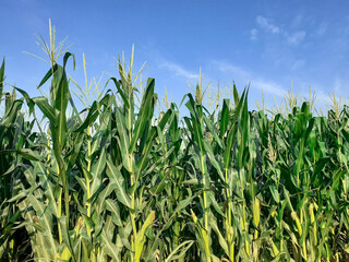 Corn field with sky background. Closeup green crop of maize plants with blue sky background in sun light 