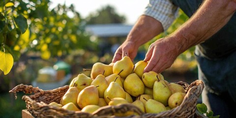 A UK pear farmer inspecting a basket of freshly harvested organic pears