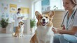 © afe207 - A cheerful dog interacts with a caring veterinarian in a modern clinic setting, showcasing the bond between pets and their healthcare professionals.